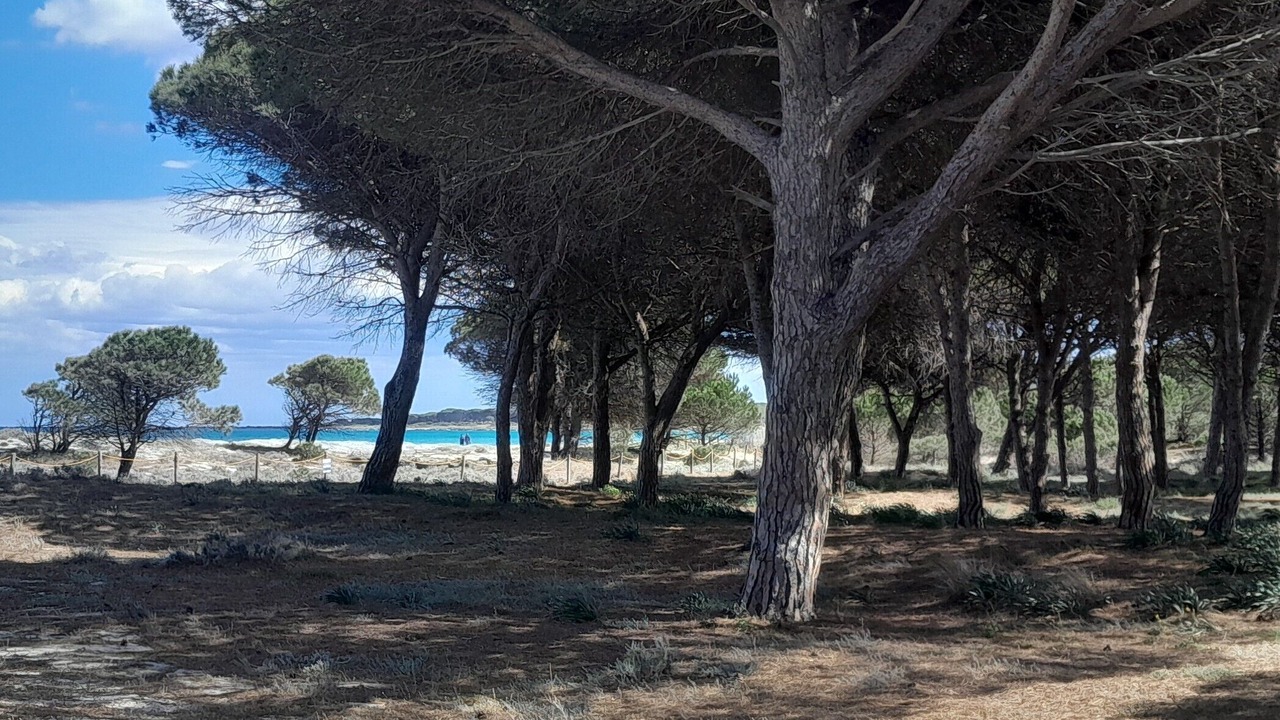 Photo of Others in Budoni