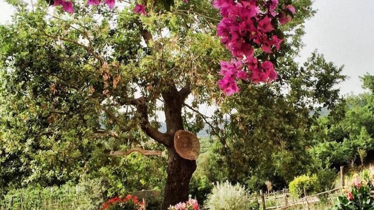 Photo of Outdoor in Casal Velino