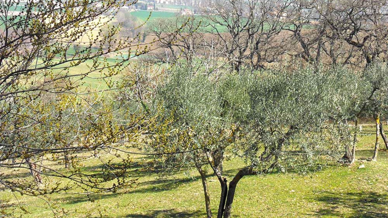 Photo of Outdoor in San Brizio