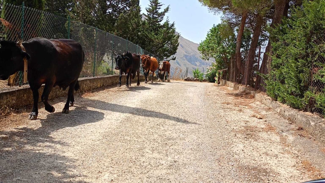 Photo of Outdoor in Borgetto