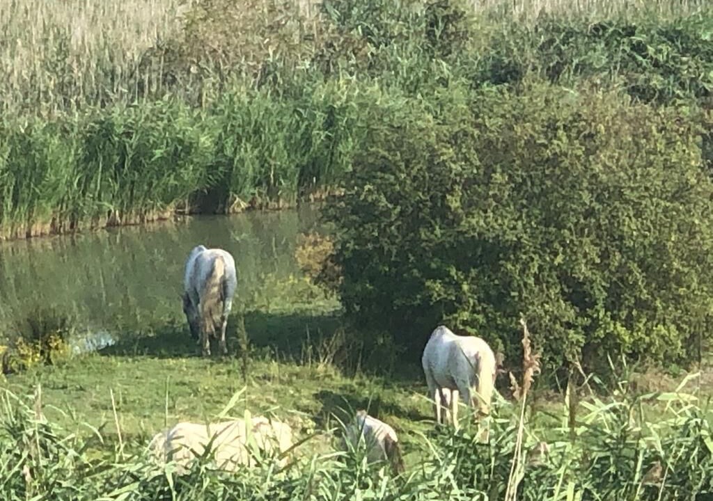Photo of Others in Sant'Alberto