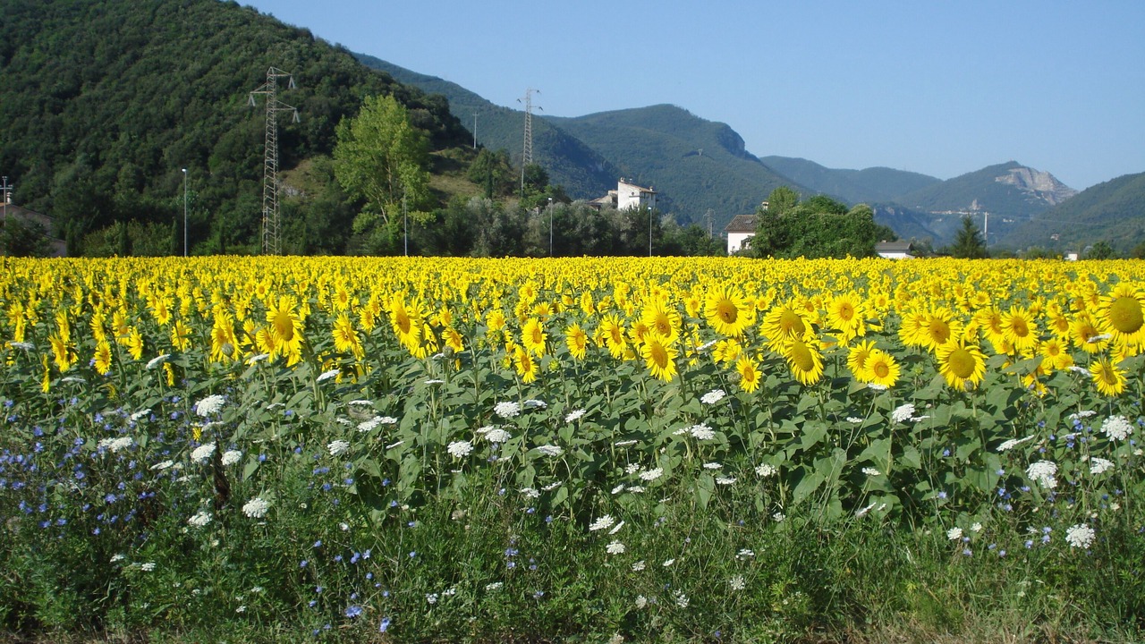 Photo of Others in Arrone
