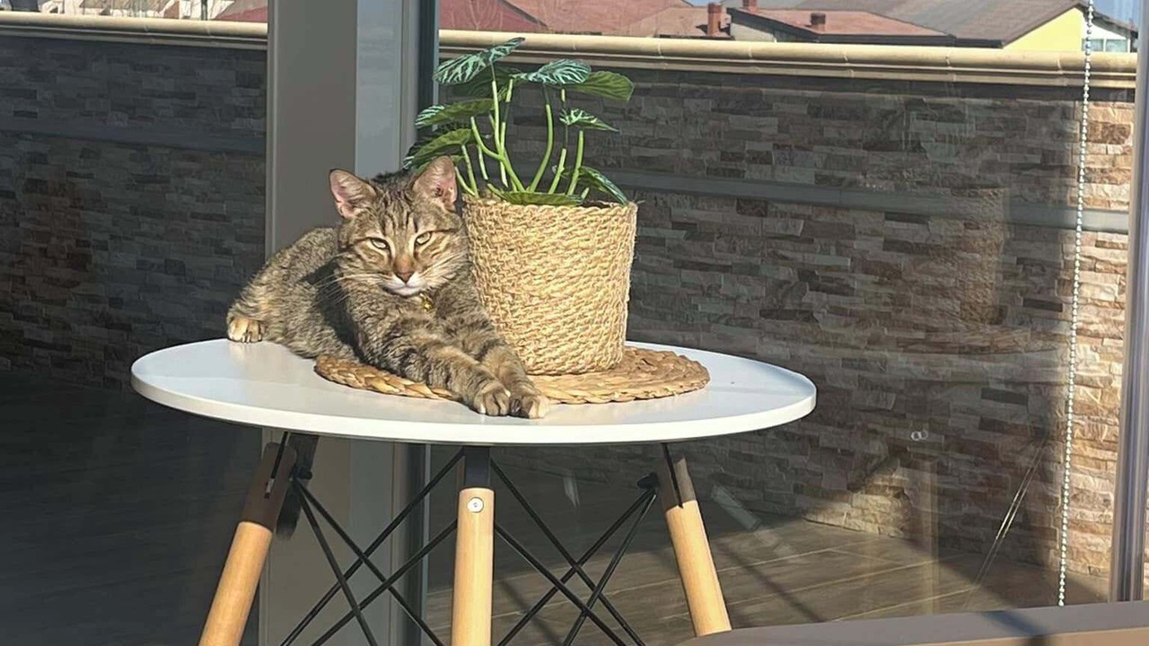 Photo of Patio Balcony in Cotronei