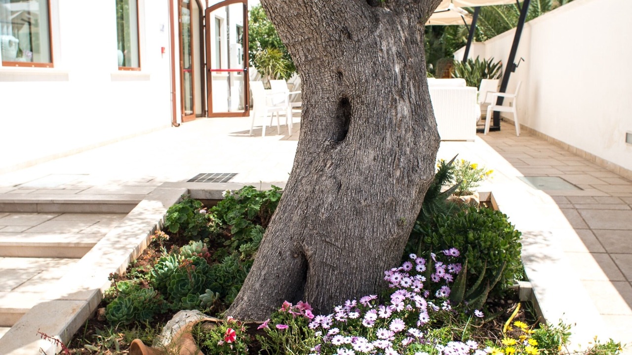 Photo of Outdoor in Torre Santa Sabina