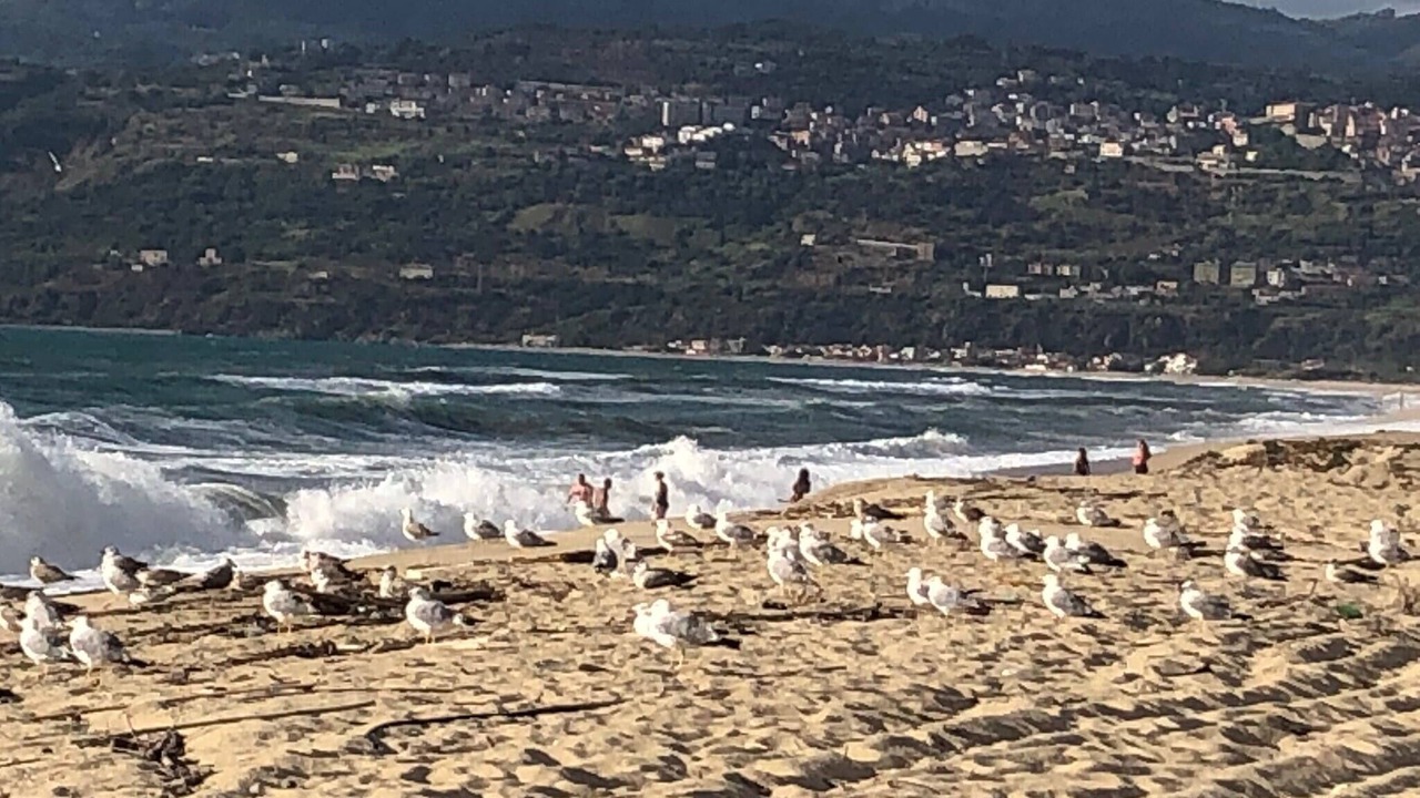 Photo of Others in Nicotera