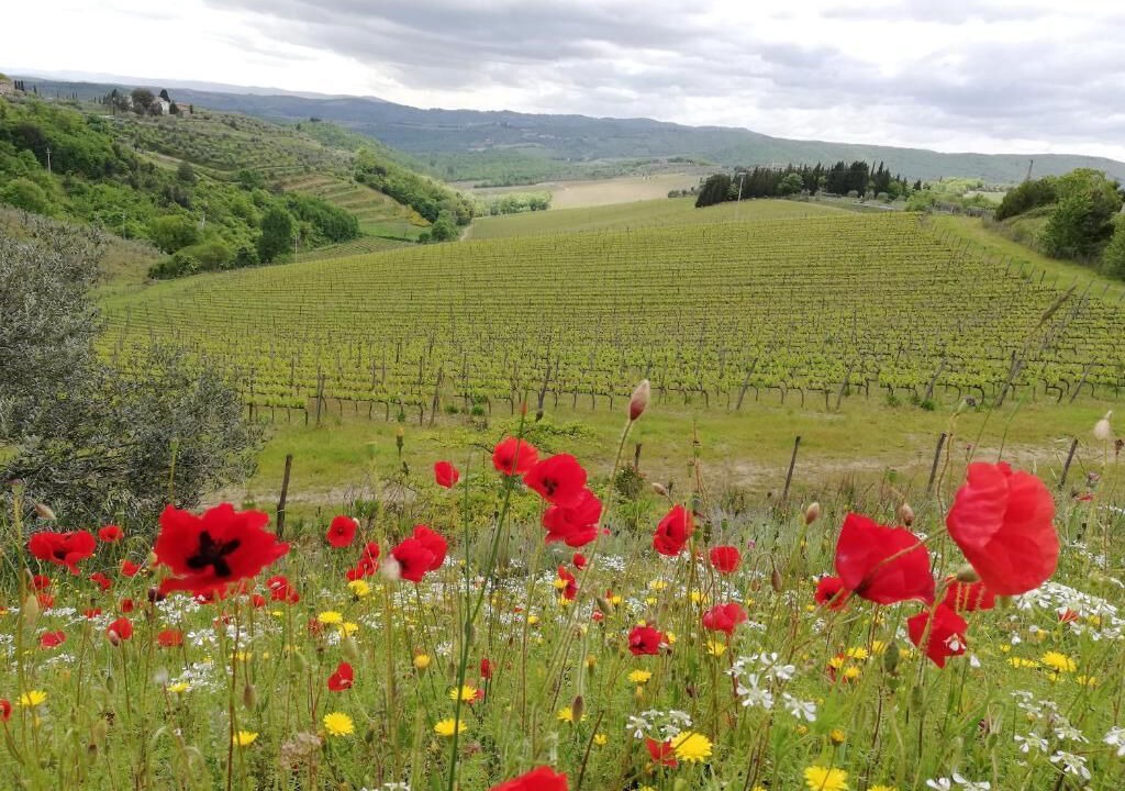 Photo of Outdoor in Lecchi in Chianti