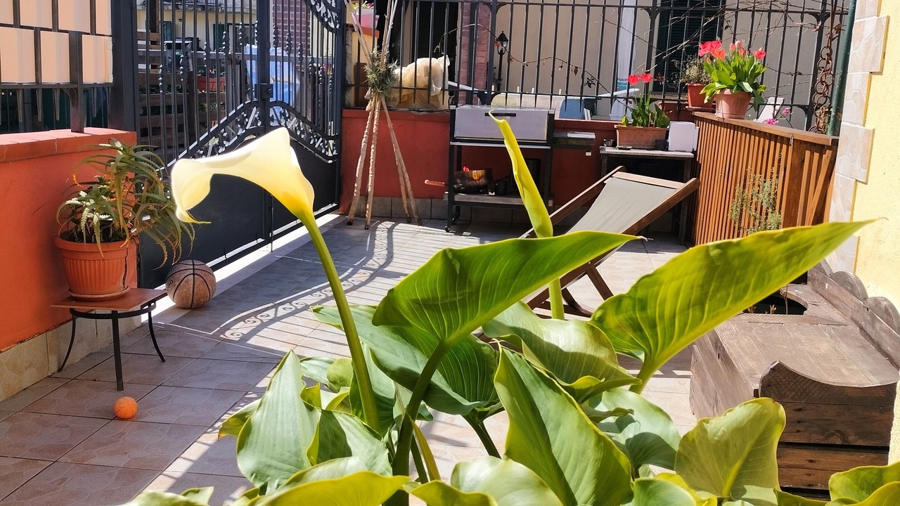 Photo of Patio Balcony in Arcola