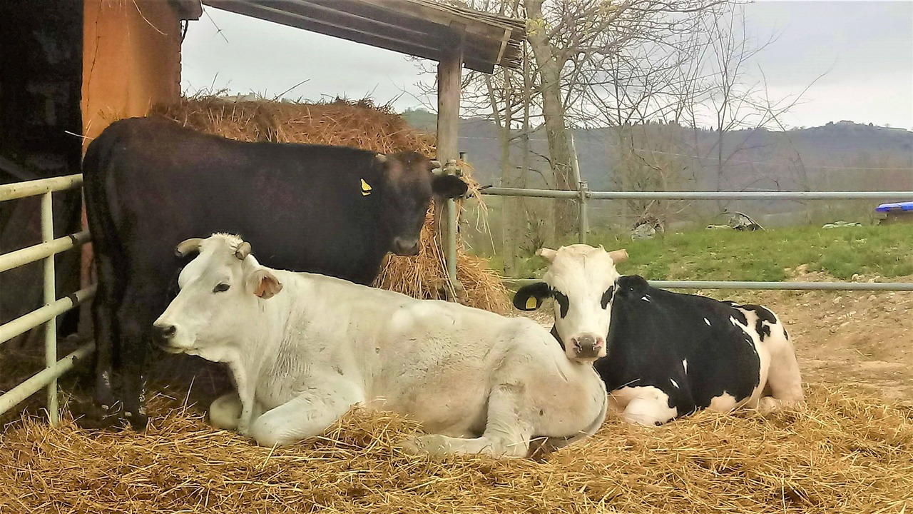 Photo of Outdoor in Monte Castello di Vibio