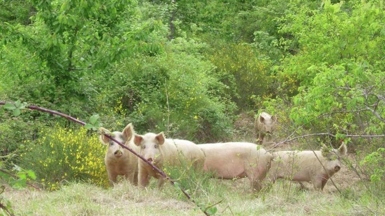 Photo of Others in Casacciola-belvedere