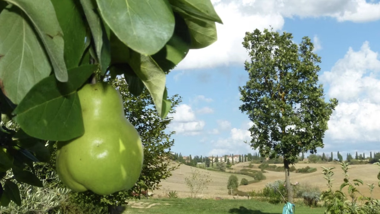 Photo of Outdoor in San Rocco a Pilli