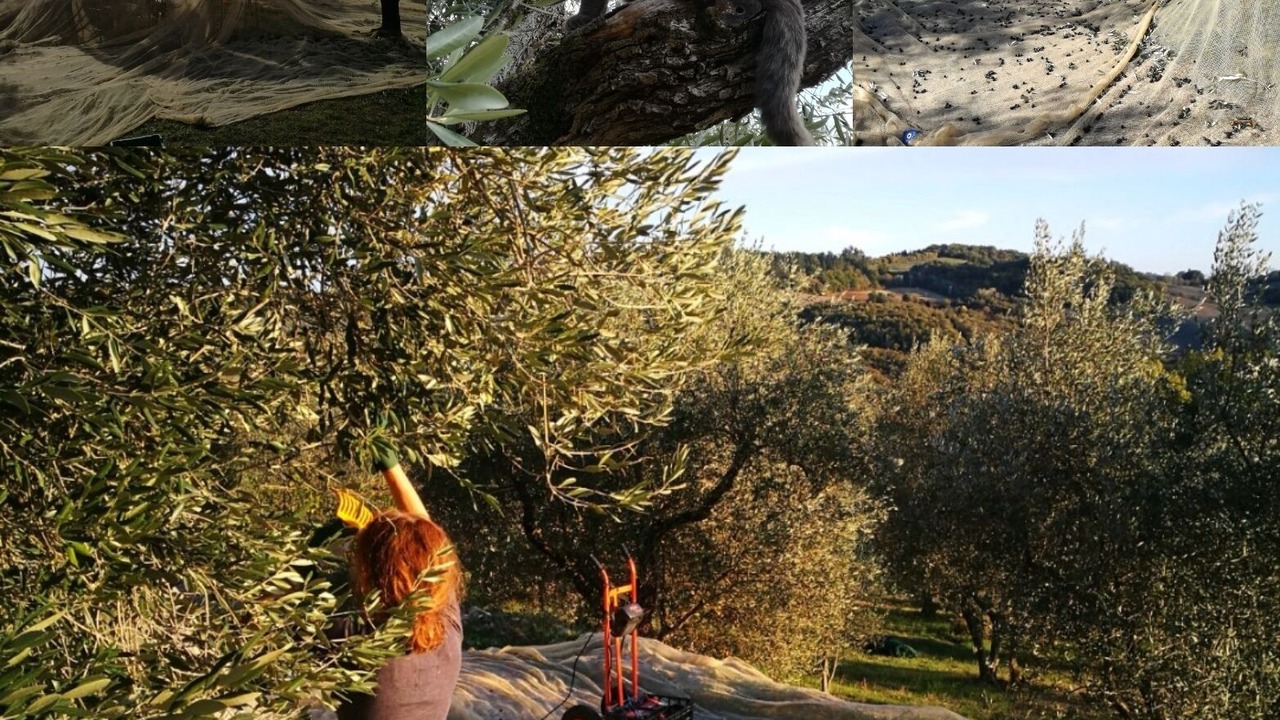 Photo of Outdoor in Radicondoli