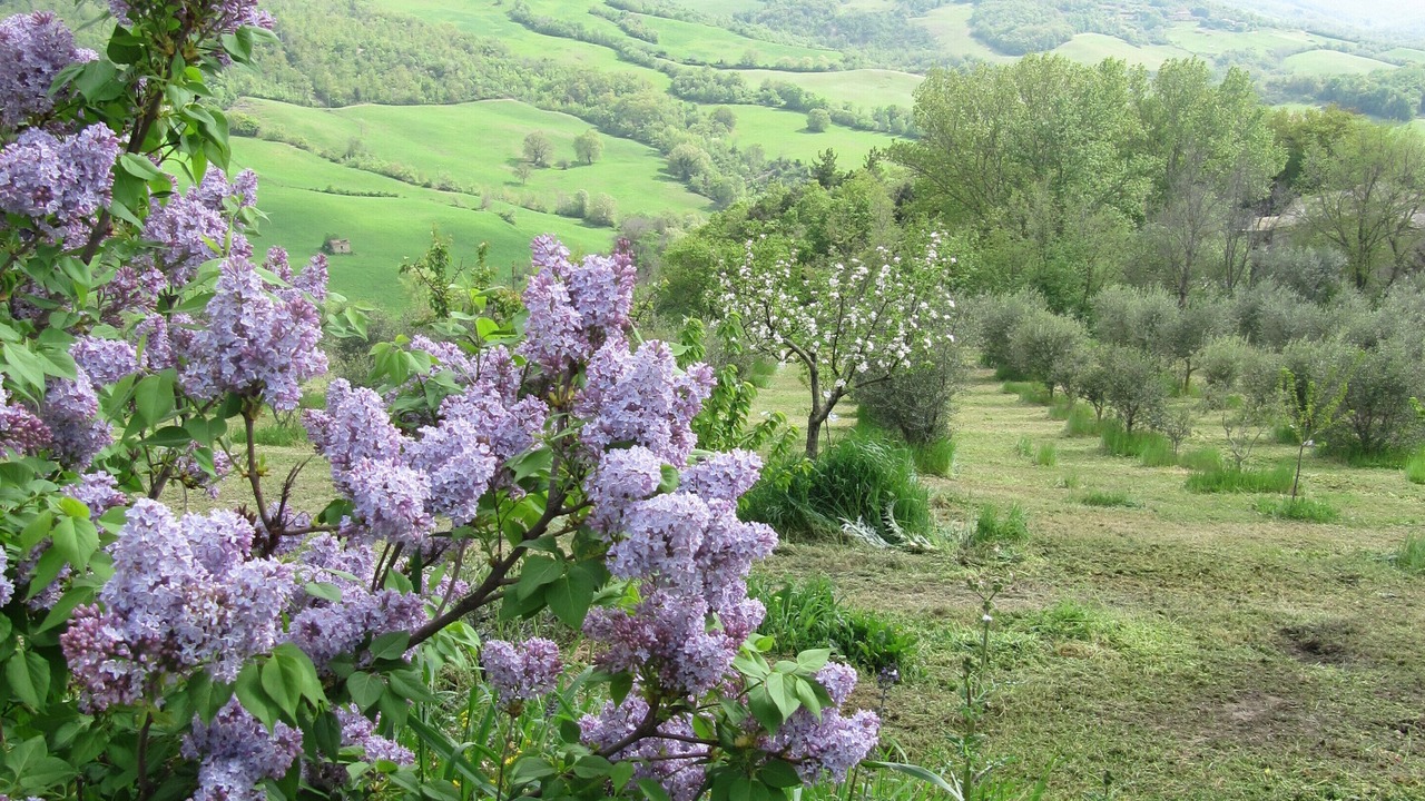 Photo of Others in Radicondoli