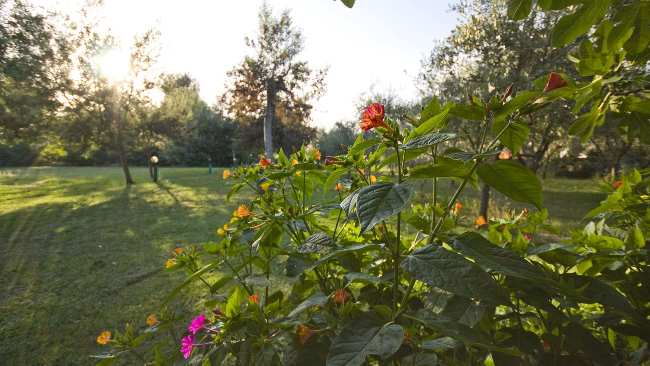 Photo of Outdoor in Massarosa