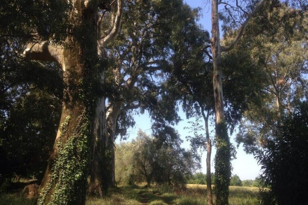 Photo of Others in Sessa Aurunca
