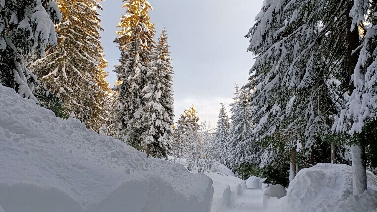 Photo of Others in Danta di Cadore