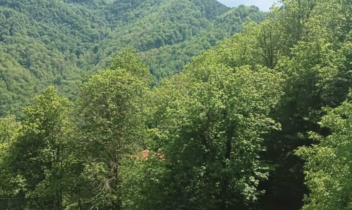 Photo of Others in Careggine