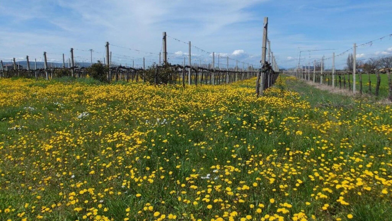 Photo of Others in Foligno