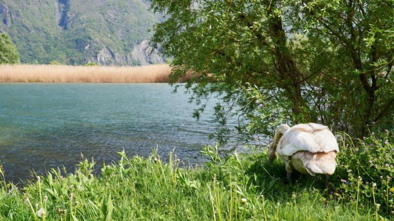 Photo of Others in Dascio