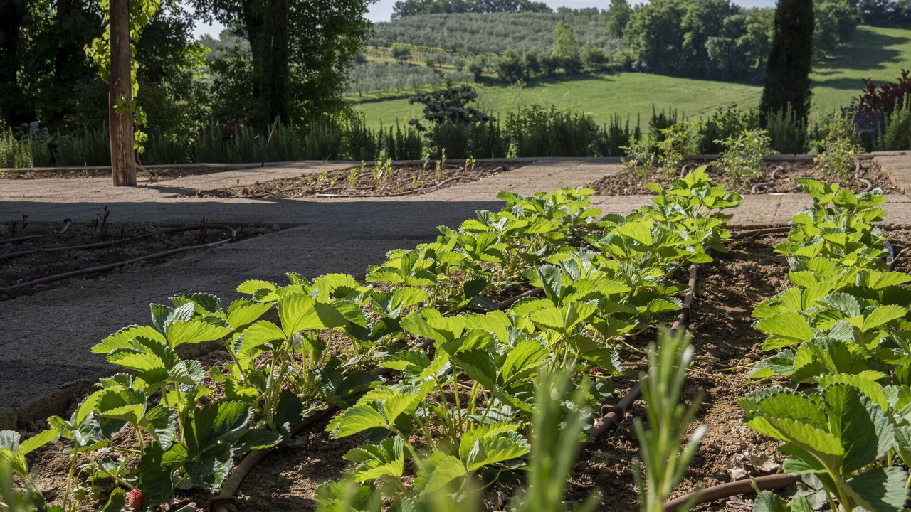 Photo of Outdoor in Foiano della Chiana