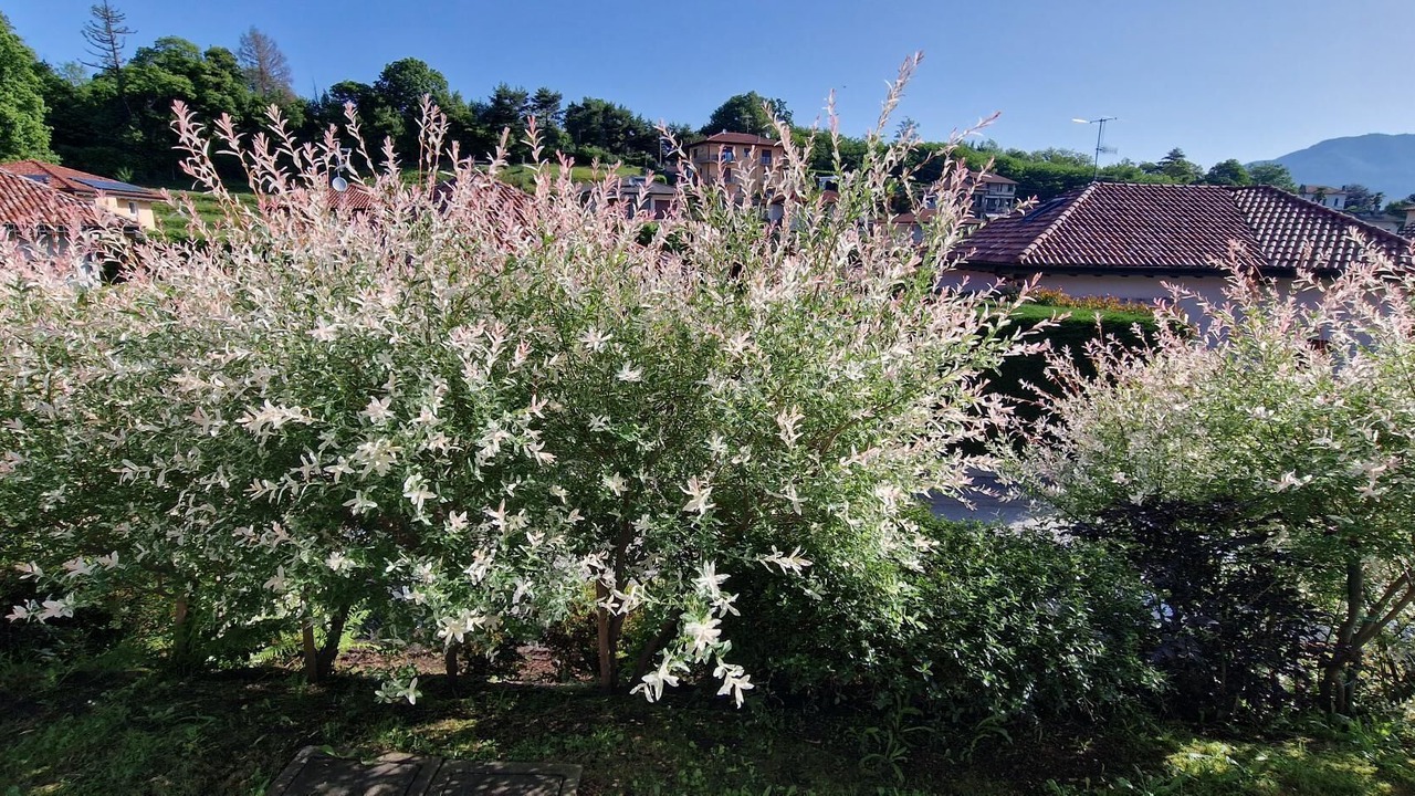 Photo of Outdoor in Besozzo