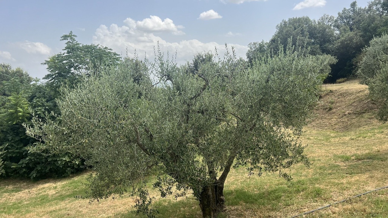 Photo of Others in Foiano della Chiana