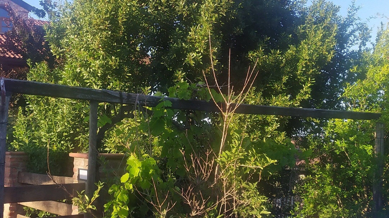 Photo of Outdoor in Lauriano