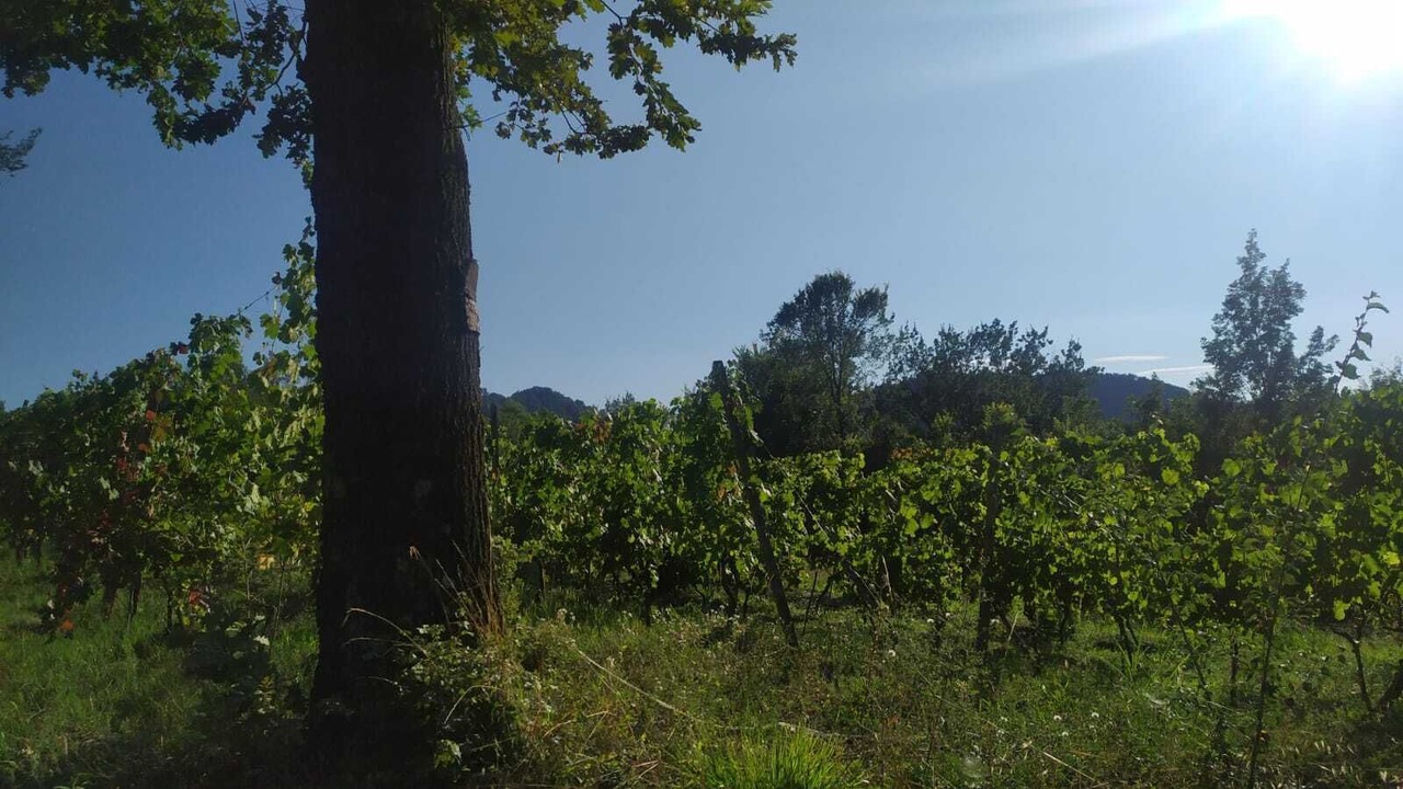 Photo of Outdoor in Lauriano
