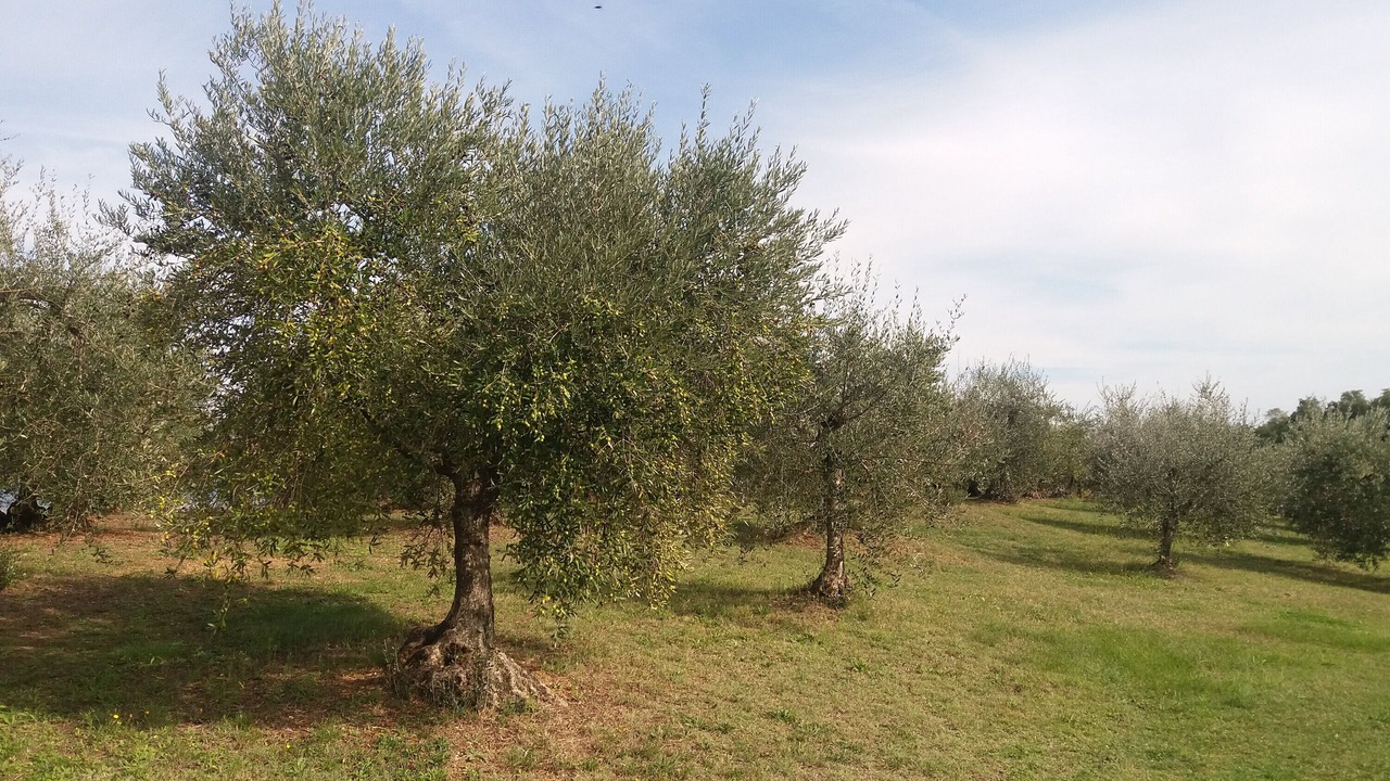 Photo of Others in Cortona