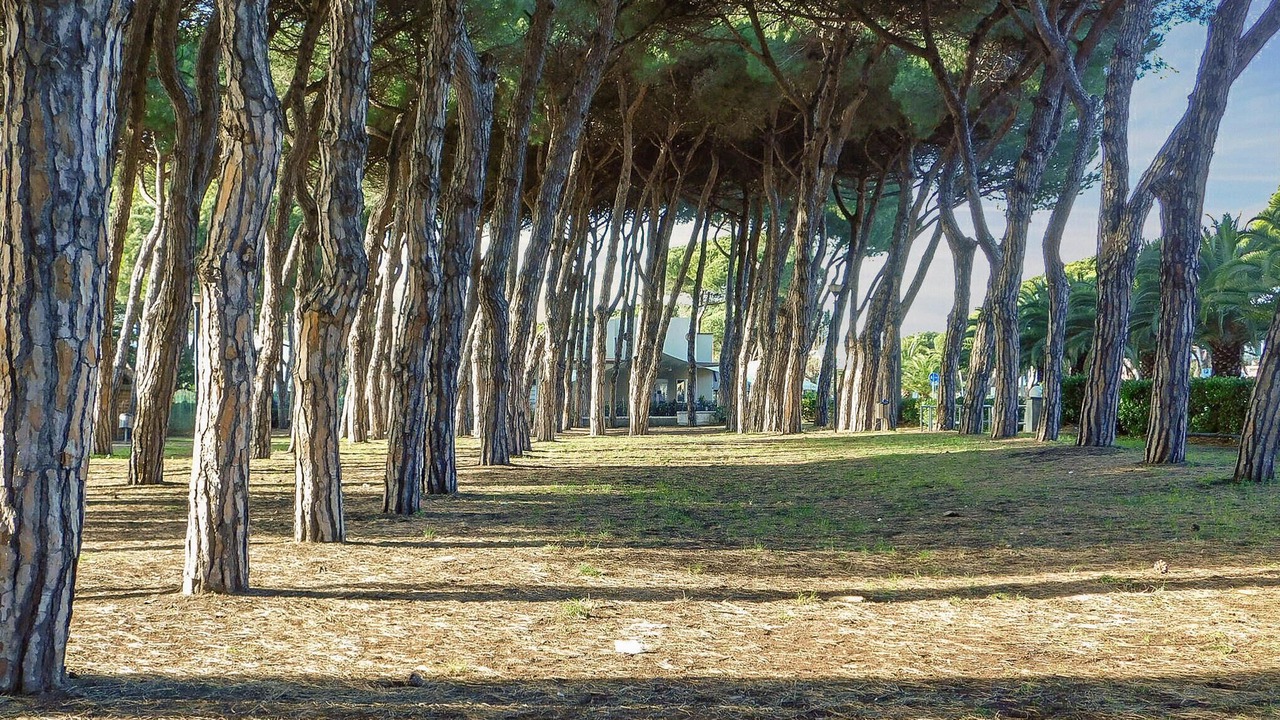 Photo of Others in Marinella di Sarzana