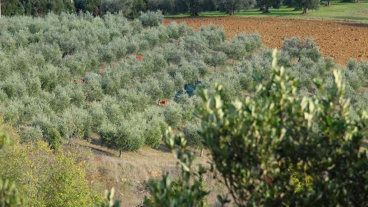 Photo of Outdoor in Monte Vibiano Vecchio