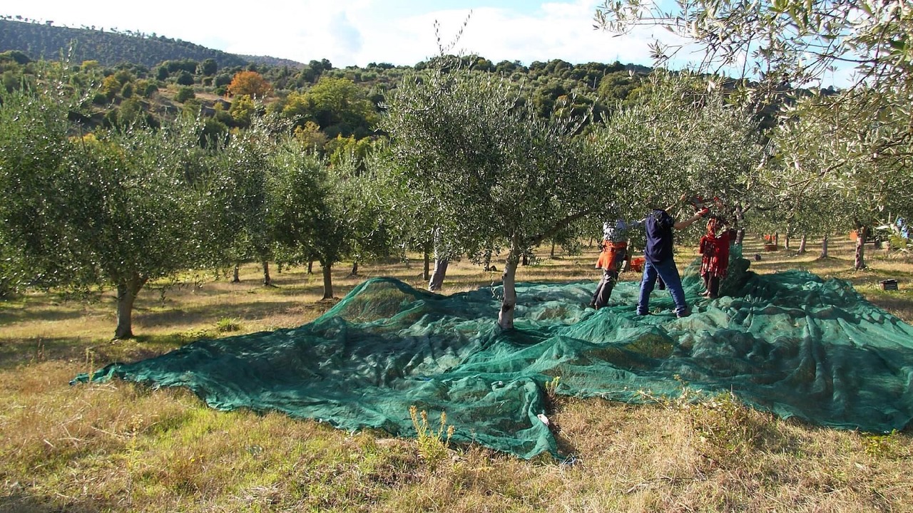 Photo of Outdoor in Monte Vibiano Vecchio