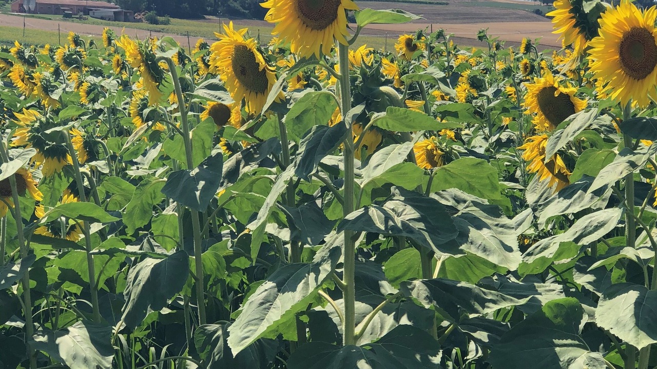 Photo of Outdoor in Marsciano