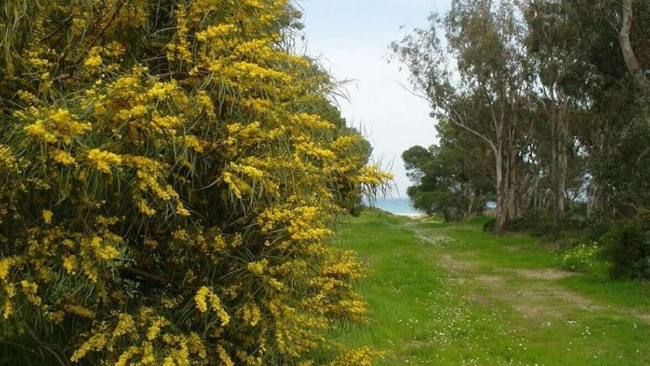 Photo of Outdoor in Cala Sinzias