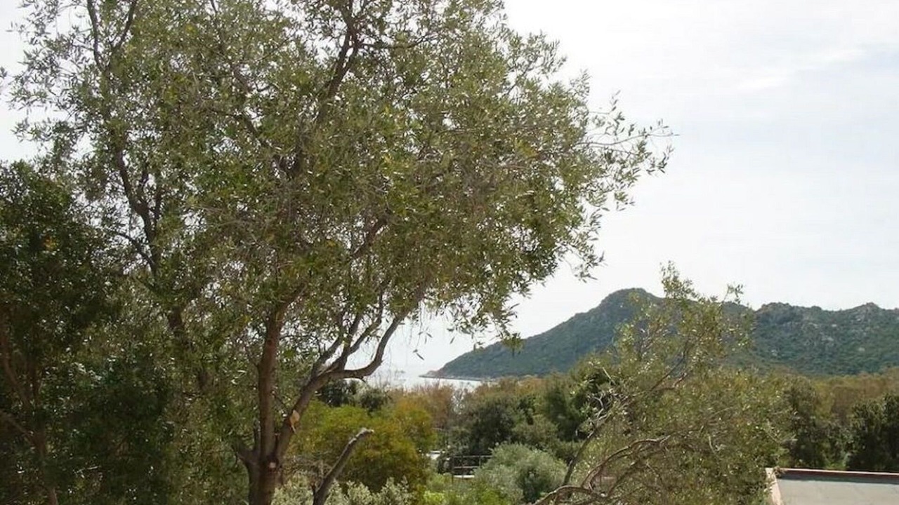 Photo of Outdoor in Cala Sinzias