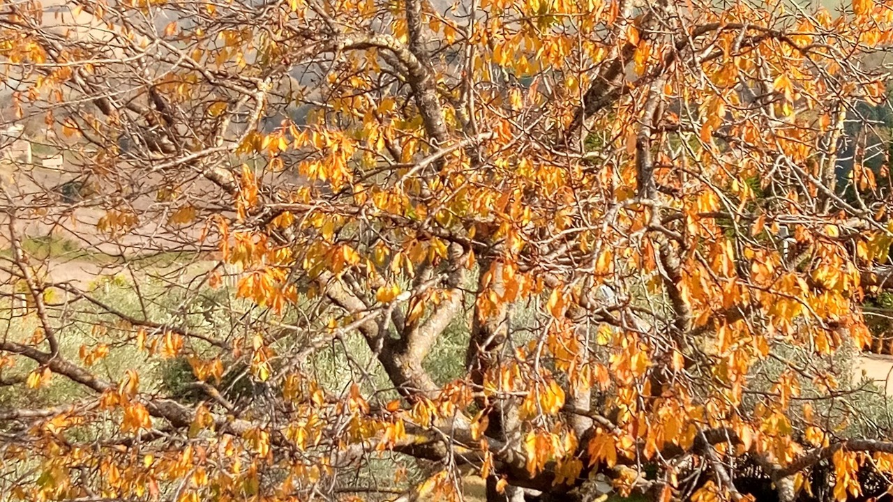 Photo of Outdoor in Servigliano