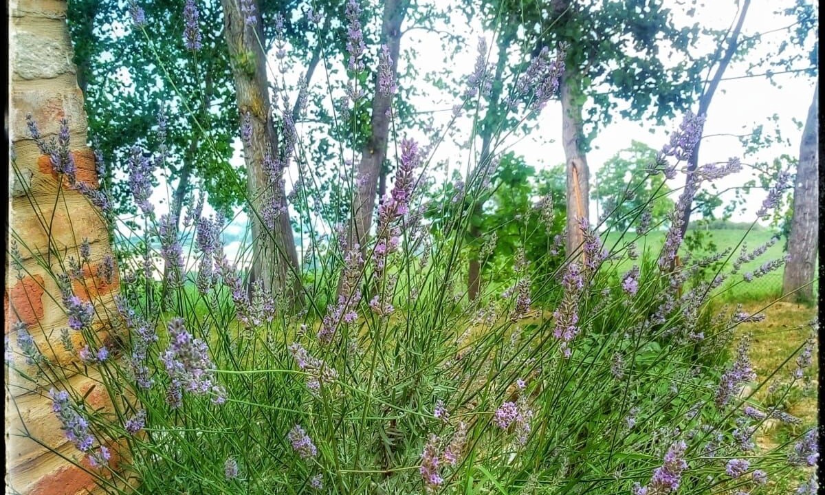 Photo of Outdoor in Servigliano