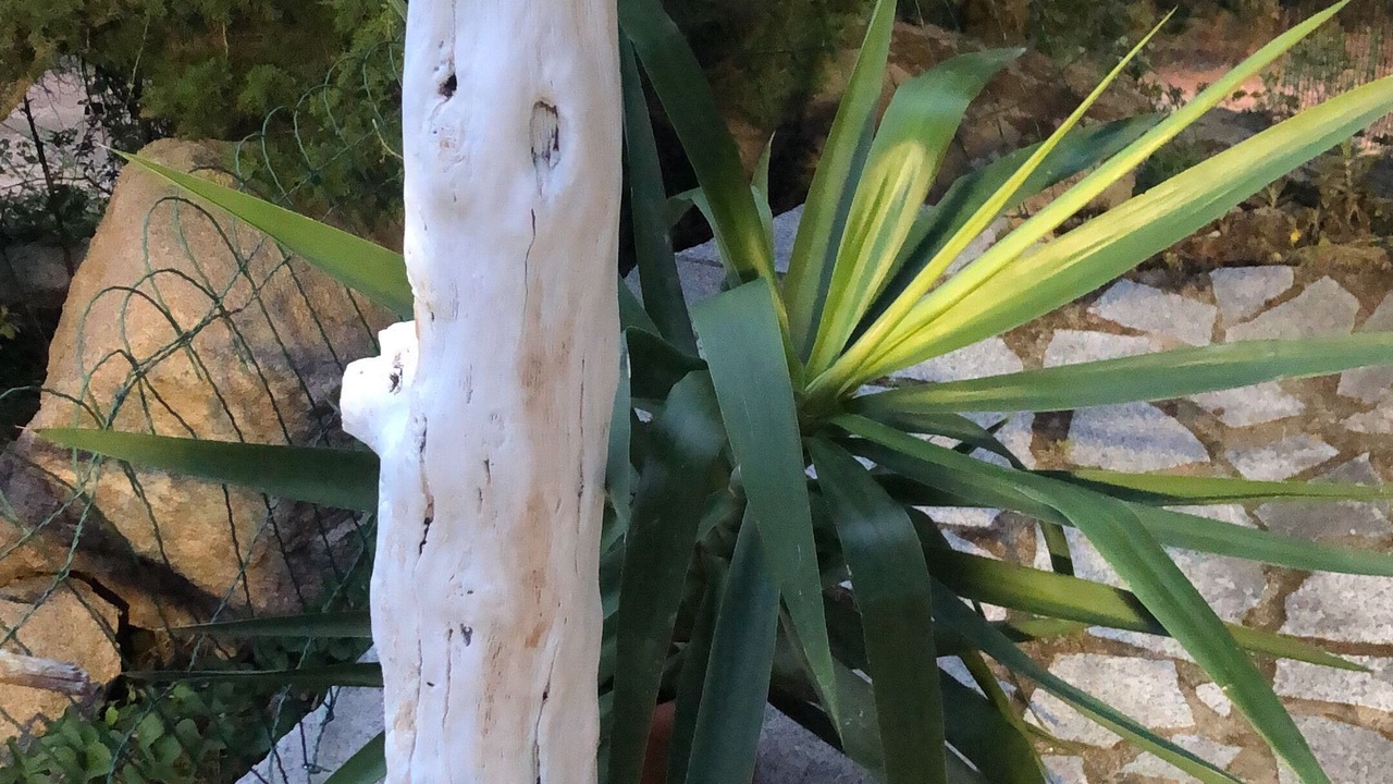 Photo of Outdoor in La Conia