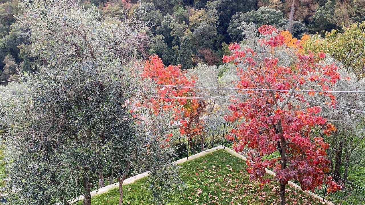 Photo of Outdoor in Recco