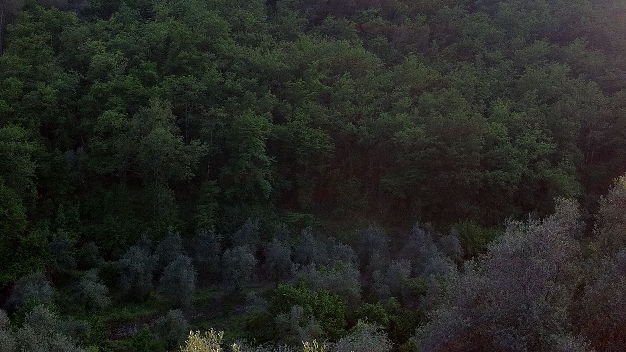 Photo of Others in Stellanello