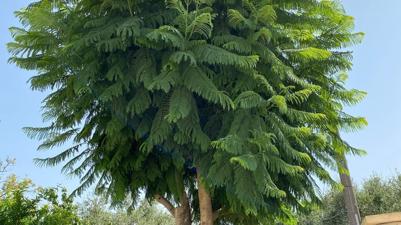 Photo of Outdoor in Matino