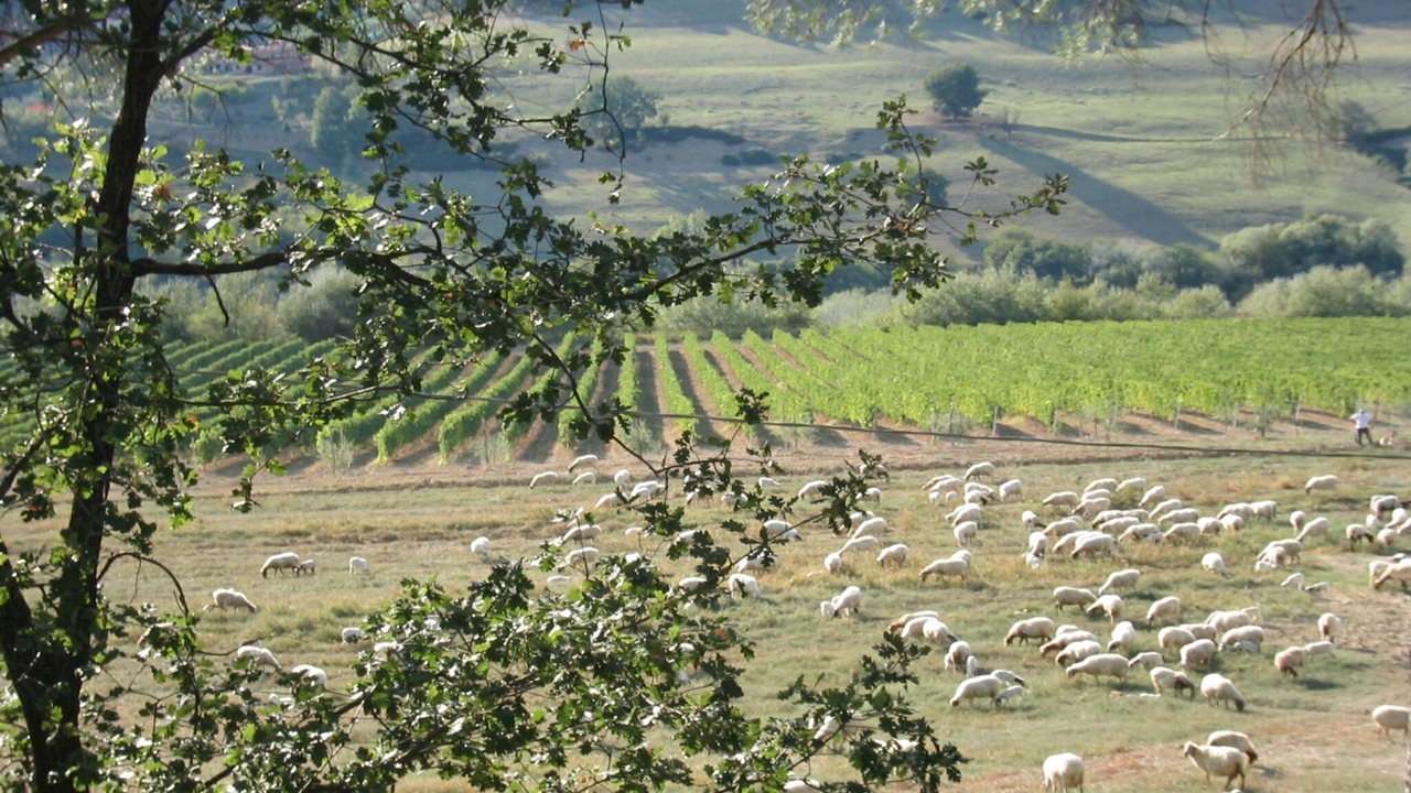 Photo of Others in Magliano Sabina