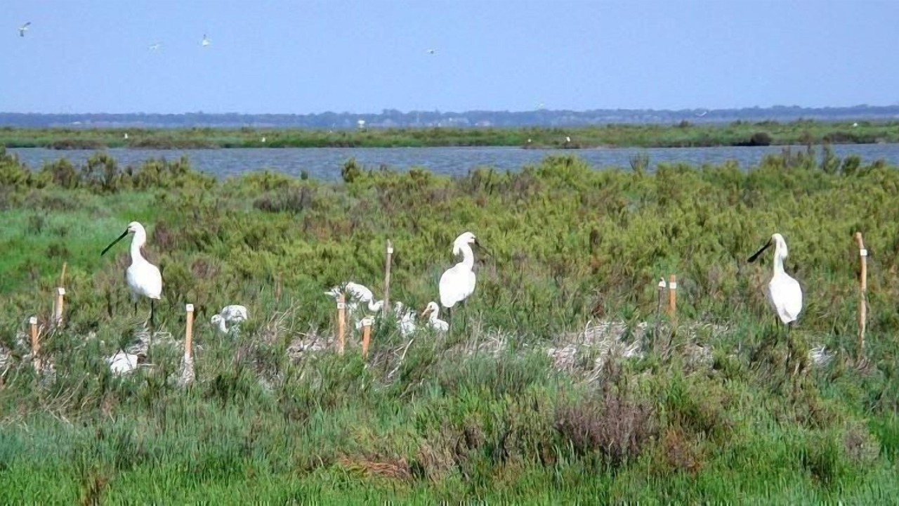 Photo of Others in Lido delle Nazioni