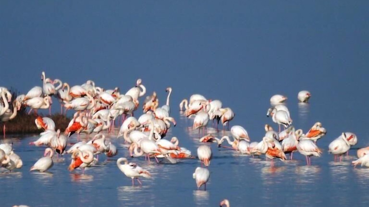 Photo of Others in Lido delle Nazioni