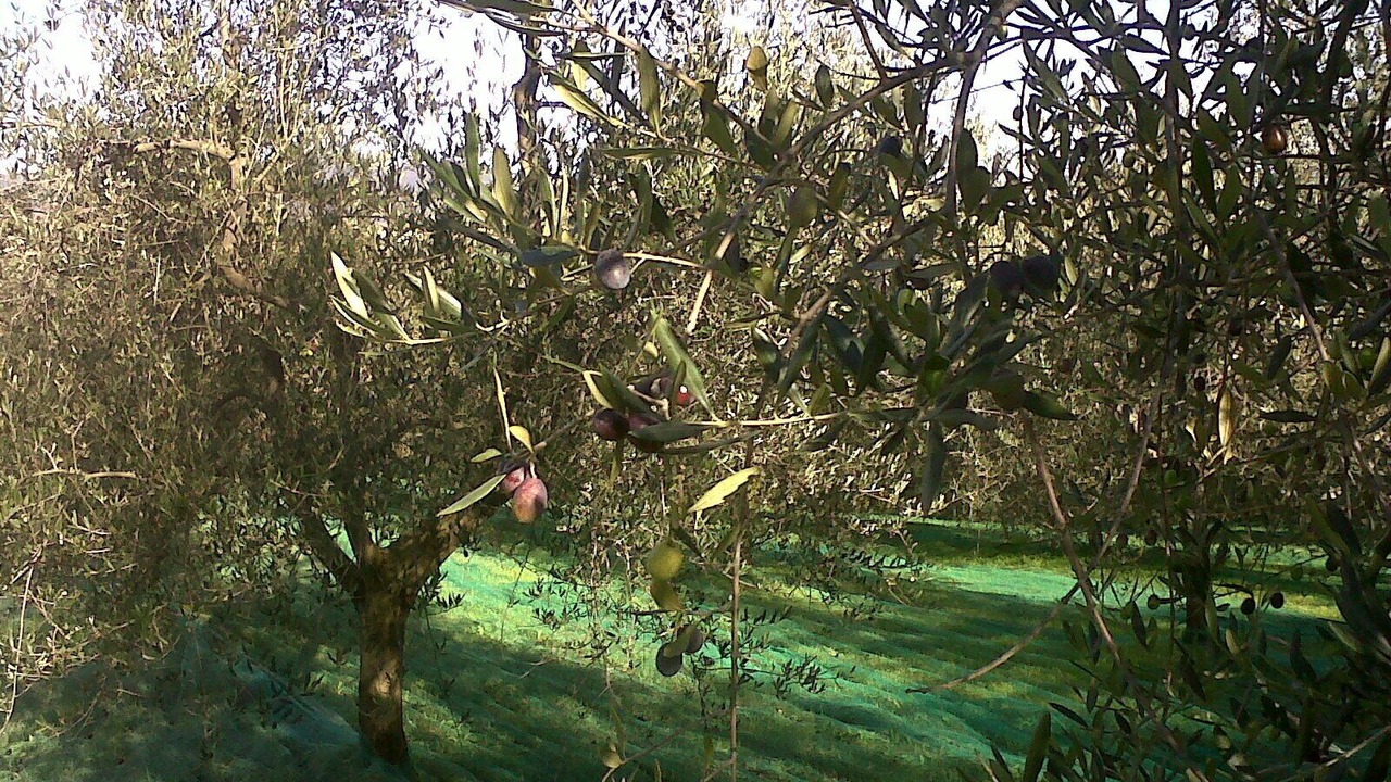 Photo of Others in Cerreto Guidi
