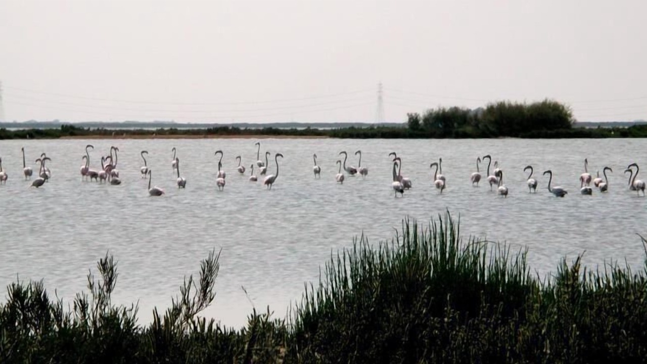 Photo of Others in Lido degli Estensi