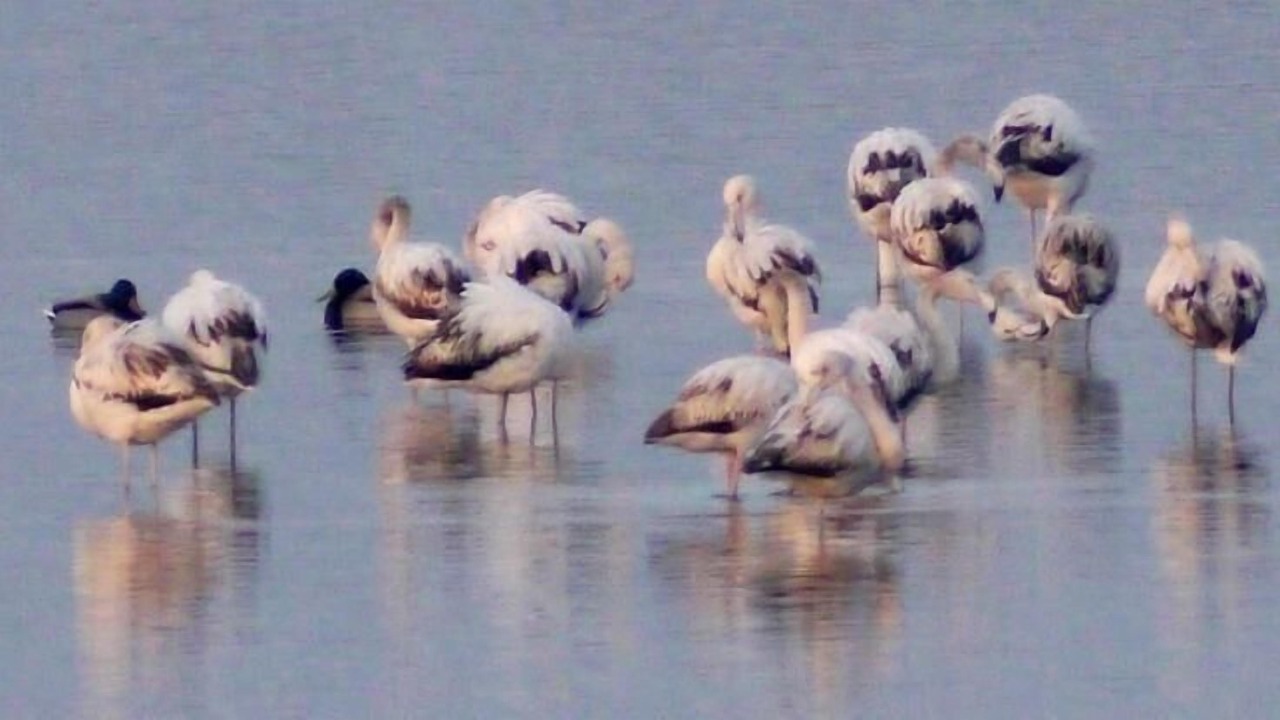 Photo of Others in Lido degli Estensi