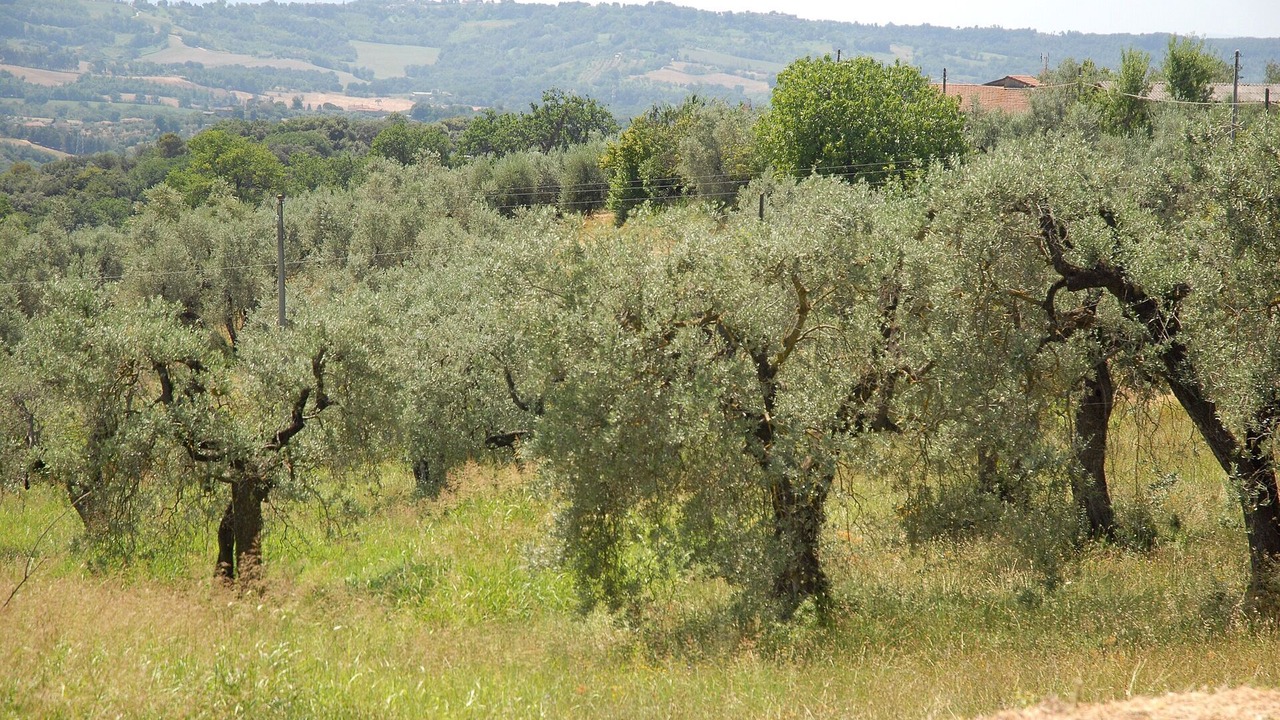Photo of Others in Montoro