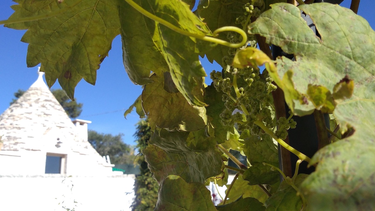 Photo of Outdoor in Alberobello