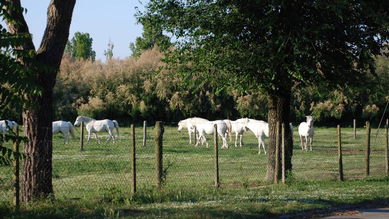Photo of Outdoor in Lido degli Estensi