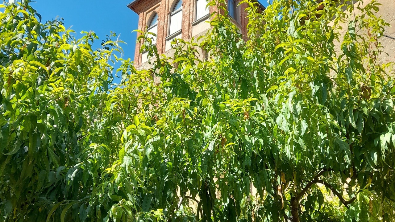 Photo of Outdoor in Panicale